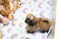 Dawson, a male Mal Shi for sale in Baxter Springs, KS – 6 of 10