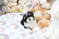 Chucky, a male Morkie and Mal Shi for sale in Baxter Springs, KS – 1 of 10
