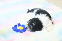Chucky, a male Morkie and Mal Shi for sale in Baxter Springs, KS – 6 of 10