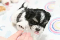 Chucky, a male Morkie and Mal Shi for sale in Baxter Springs, KS – 2 of 7