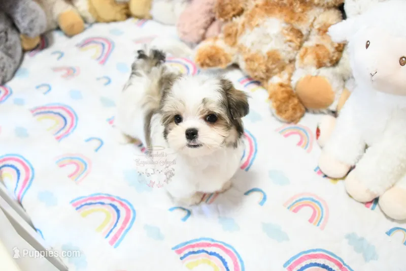 Little Phil – Morkie, Mal Shi puppy for sale in Baxter Springs, KS