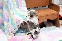 Little Phil, a male Morkie and Mal Shi for sale in Baxter Springs, KS – 10 of 10