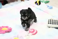 Pickles, a male Morkie and Mal Shi for sale in Baxter Springs, KS – 5 of 10