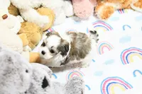 Little Phil, a male Morkie and Mal Shi for sale in Baxter Springs, KS – 4 of 10