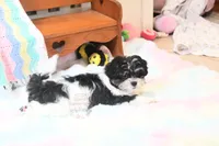 Chucky, a male Morkie and Mal Shi for sale in Baxter Springs, KS – 4 of 10