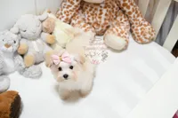 Tiny Annabella, a female Morkie for sale in Baxter Springs, KS – Photo 2 of 10