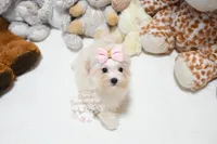 Tiny Annabella, a female Morkie for sale in Baxter Springs, KS – Photo 5 of 10