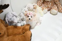 Tiny Annabella, a female Morkie for sale in Baxter Springs, KS – Photo 8 of 10