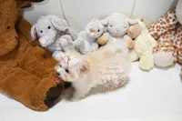 Tiny Annabella, a female Morkie for sale in Baxter Springs, KS – Photo 3 of 10