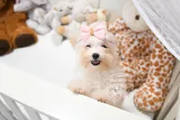 Tiny Annabella, a female Morkie for sale in Baxter Springs, KS – Photo 6 of 10