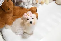 Tiny Annabella, a female Morkie for sale in Baxter Springs, KS – Photo 4 of 10