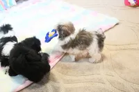 Little Phil, a male Morkie and Mal Shi for sale in Baxter Springs, KS – 8 of 10