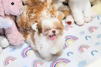 Chocolate Peony, a female Shih Tzu for sale in Baxter Springs, KS – 7 of 10