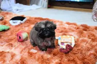 Tiny Mickey, a male Shih Tzu for sale in Baxter Springs, KS – 8 of 10