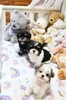 Chucky, a male Morkie and Mal Shi for sale in Baxter Springs, KS – 8 of 10