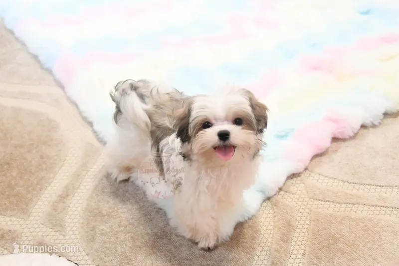 Little Phil – Morkie, Mal Shi puppy for sale in Baxter Springs, KS
