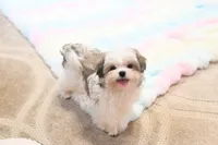Little Phil, a male Morkie and Mal Shi for sale in Baxter Springs, KS – 1 of 10