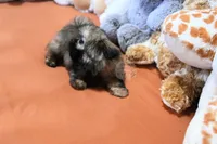 Tiny Minnie, a female Shih Tzu for sale in Baxter Springs, KS – 5 of 10