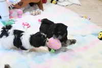 Chucky, a male Morkie and Mal Shi for sale in Baxter Springs, KS – 9 of 10
