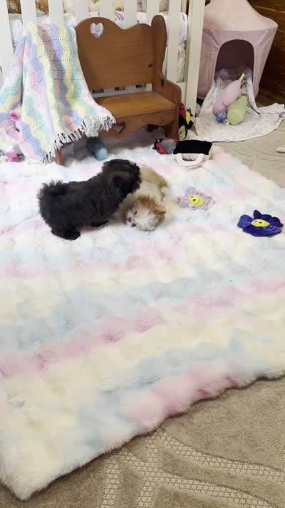 Chocolate Peony, a female Shih Tzu for sale in Baxter Springs, KS – 10 of 10