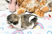 Lil, a female Morkie and Mal Shi for sale in Baxter Springs, KS – 10 of 10
