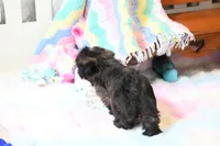 Stunning Sage, a male Shih Tzu for sale in Baxter Springs, KS – 8 of 10
