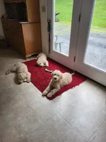 Louisa, a female English Goldendoodle for sale in New Columbia, PA – 6 of 6