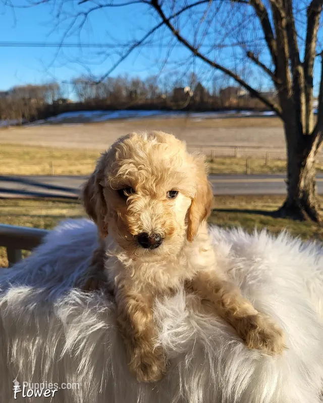 Flower, a female Goldendoodle for sale in New Columbia, PA – Photo 1 of 1