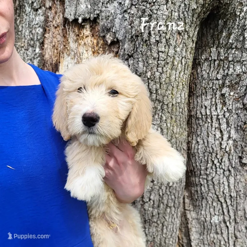 Franz – English Goldendoodle puppy for sale in New Columbia, PA