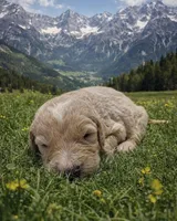 Franz, a male English Goldendoodle for sale in New Columbia, PA – Photo 3 of 3