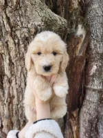 Franz, a male English Goldendoodle for sale in New Columbia, PA – Photo 1 of 3