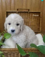 Franz, a male English Goldendoodle for sale in New Columbia, PA – Photo 2 of 3