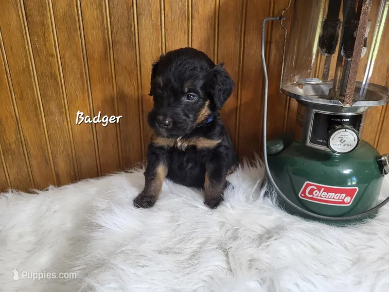 Badger – Goldendoodle puppy for sale in New Columbia, PA