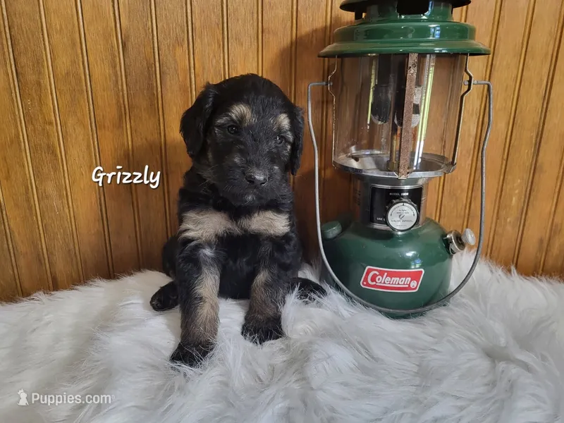 Grizzly – Goldendoodle puppy for sale in New Columbia, PA