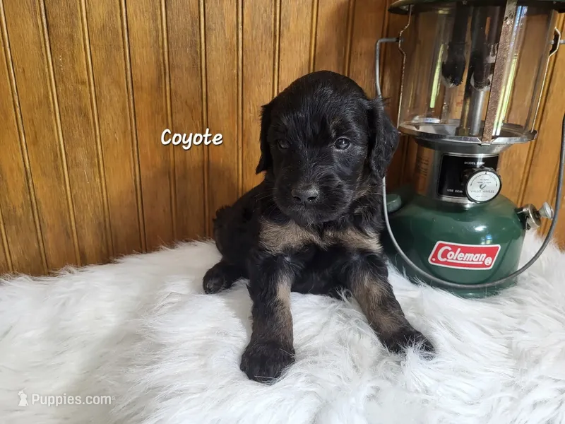 Coyote – Goldendoodle puppy for sale in New Columbia, PA
