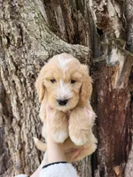 Brigitta, a female English Goldendoodle for sale in New Columbia, PA – Photo 1 of 3