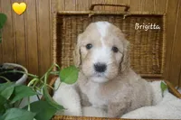 Brigitta, a female English Goldendoodle for sale in New Columbia, PA – Photo 2 of 3