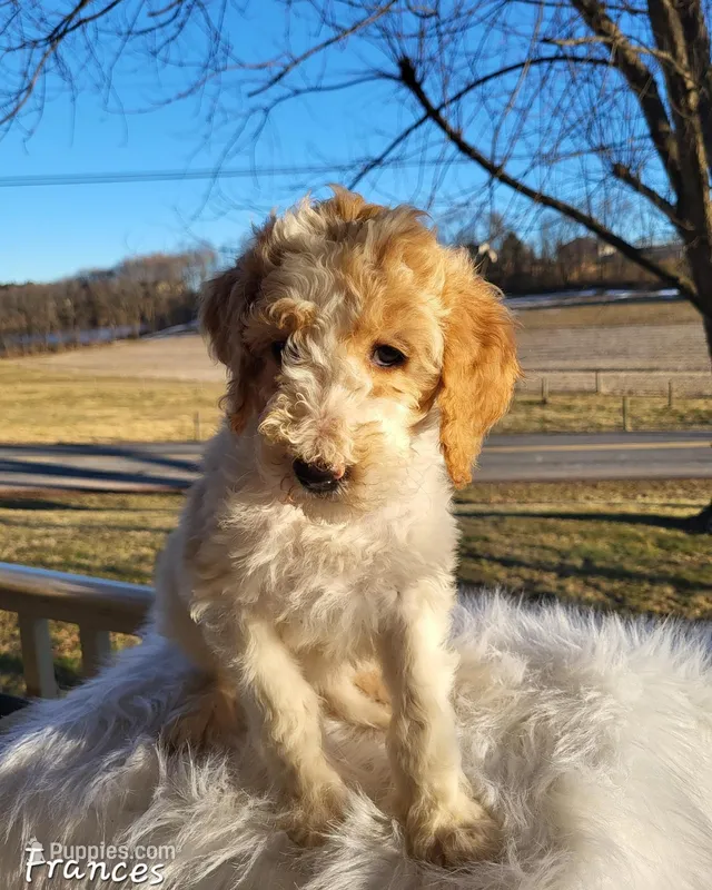 Frances, a female Goldendoodle for sale in New Columbia, PA – Photo 1 of 1