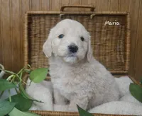Maria, a female English Goldendoodle for sale in New Columbia, PA – Photo 2 of 3