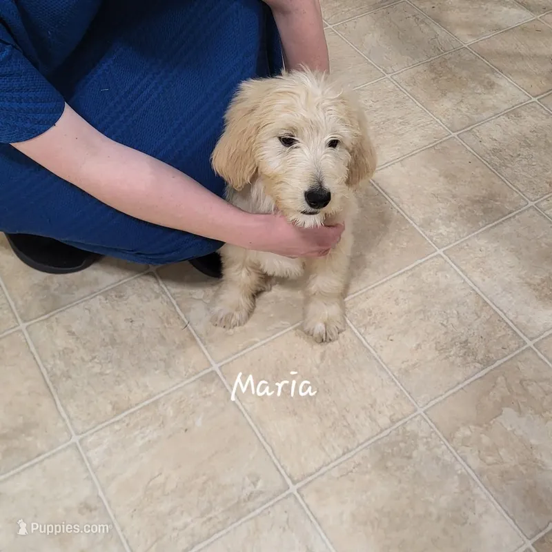 Maria – English Goldendoodle puppy for sale in New Columbia, PA