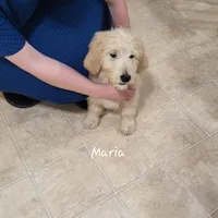 Maria, a female English Goldendoodle for sale in New Columbia, PA – 2 of 7
