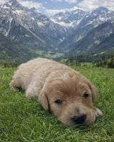 Maria, a female English Goldendoodle for sale in New Columbia, PA – Photo 3 of 3