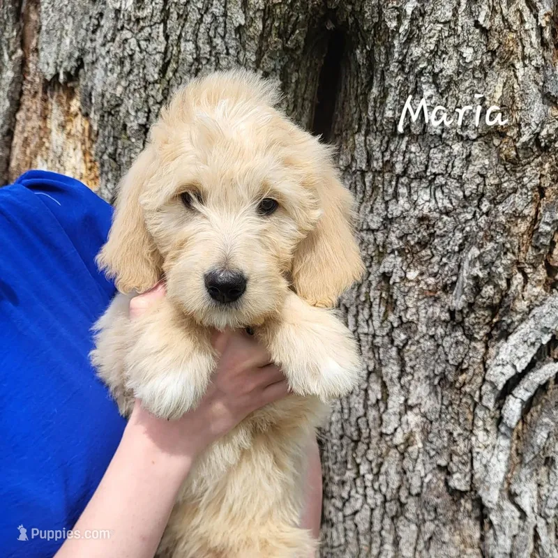 Maria – English Goldendoodle puppy for sale in New Columbia, PA