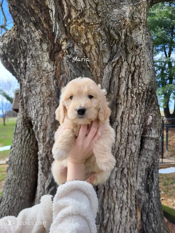Maria – English Goldendoodle puppy for sale in New Columbia, PA