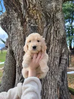 Maria, a female English Goldendoodle for sale in New Columbia, PA – Photo 1 of 3