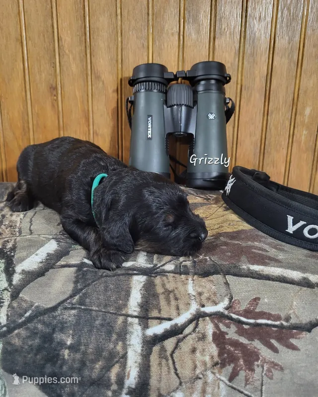 Grizzly – Goldendoodle puppy for sale in New Columbia, PA