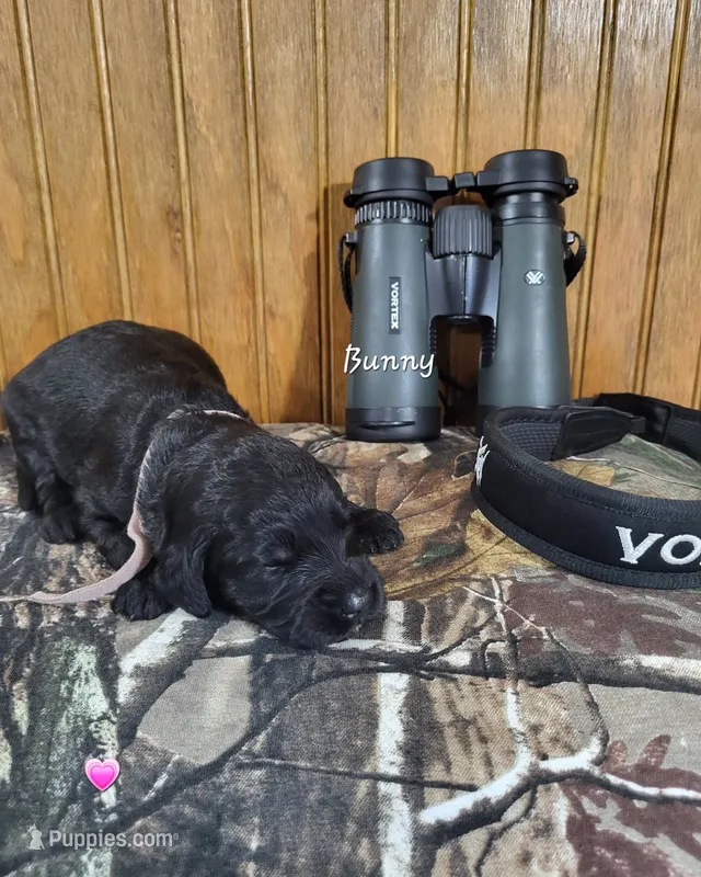 Bunny – Goldendoodle puppy for sale in New Columbia, PA