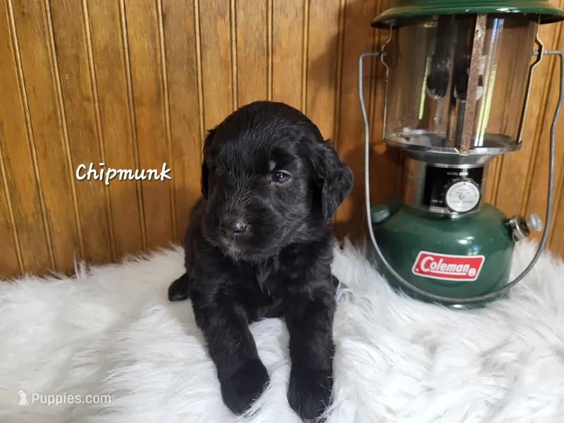 Chipmunk – Goldendoodle puppy for sale in New Columbia, PA