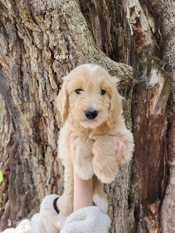 Georg – English Goldendoodle puppy for sale in New Columbia, PA
