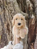 Georg, a male English Goldendoodle for sale in New Columbia, PA – Photo 1 of 3